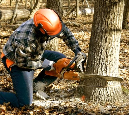 Tree Removal in Lacota, MI